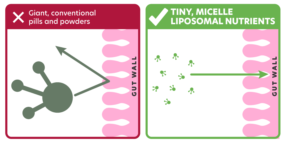 Intestinal Wall Graphic