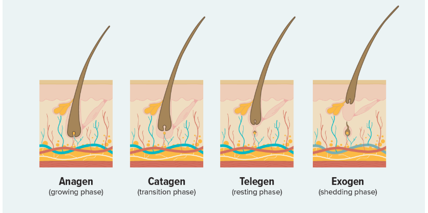 Hair Grows Phases