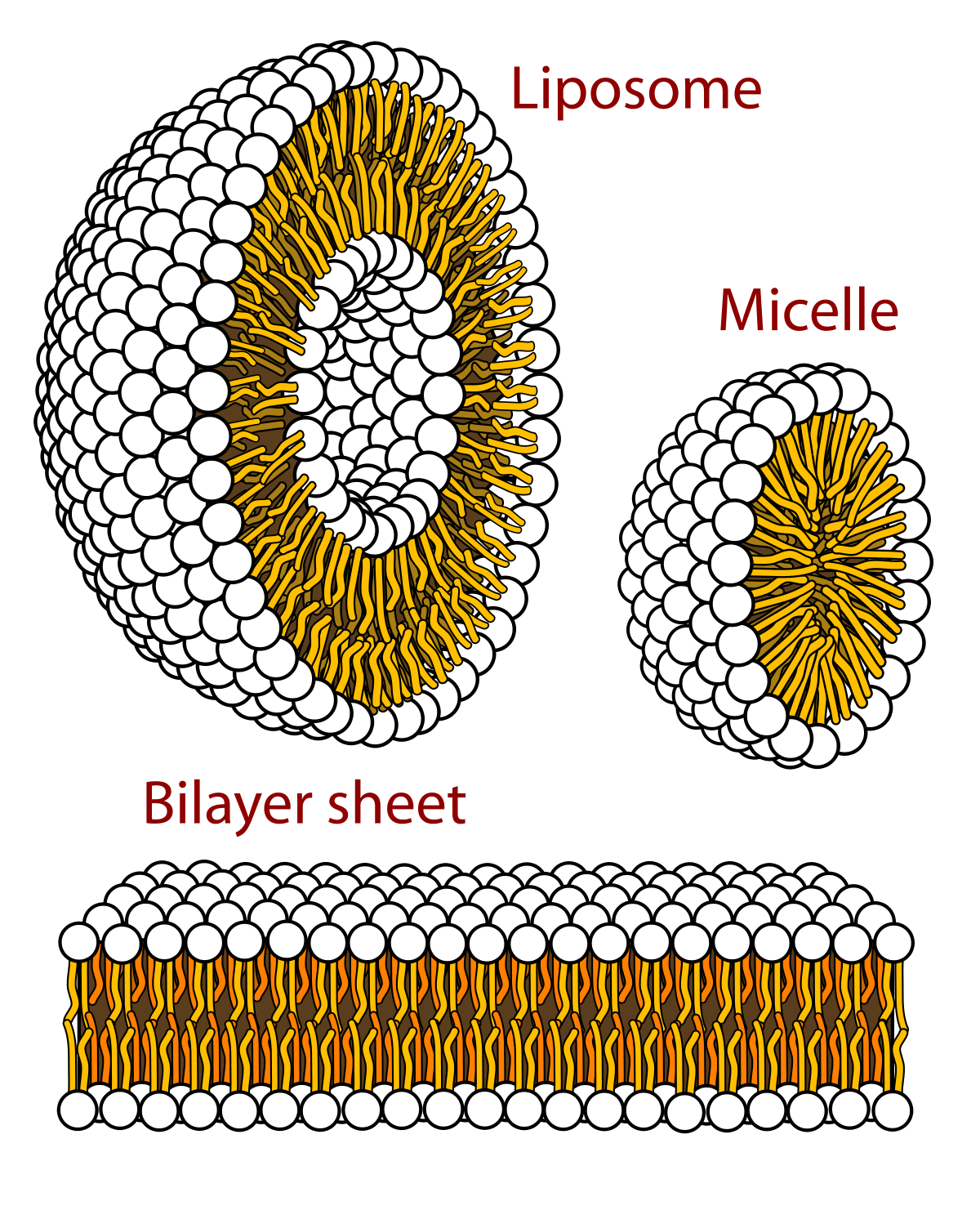 micelle liposomal delivery for best absorption