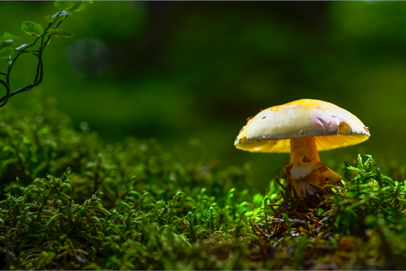 Mushrooms and Cancer — Can They Help?